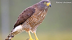 شکار کبوتر توسط حیوانات مختلف