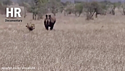 حیات وحش : حمله کرگدن به شیرها