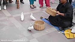 نمایش سحر و جادو با کبوتر در خ...