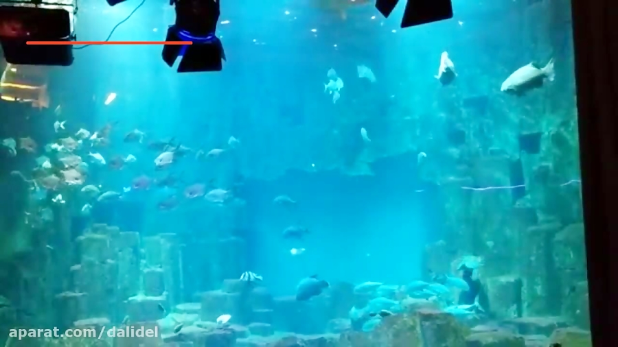 پری دریایی زنده و واقعی در آکو...