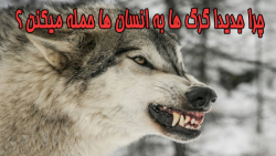 حمله گرگ ها به انسان ها