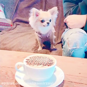 funny video 105