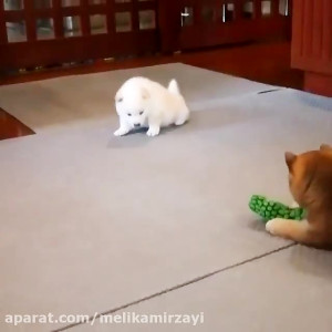funny video 117