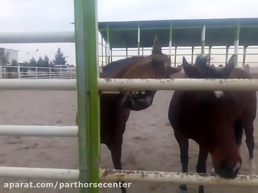فیلم هنری اسب های مرکز پرورش و...