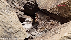 مستند شکار کردن روباه قطبی