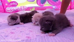 بازی دیانا و روما... گربه کوچو...