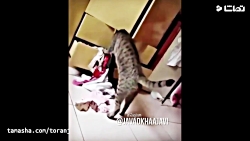 بهترین صداگذاری جواد خواجوی بر...