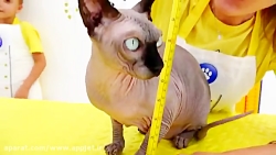 ولاد و نیکیتا این داستان "سالن...