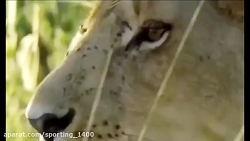 حیوانات وحشی در مقابل فیل مبار...