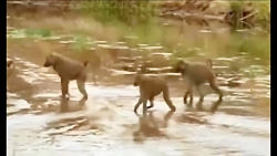 مستندحیات وحش فیل های بیابانی