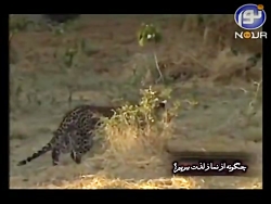 مستندحیات وحش شکار میمون