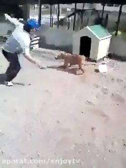 قلاده سگ پاره شد افتاد دنبالشون