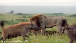 مستندحیات وحش کمک به برادر