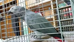 حرف زدن طوطی خیلی باحال