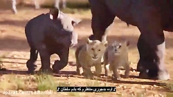 انیمیشن شیرشاه The Lion King 2...