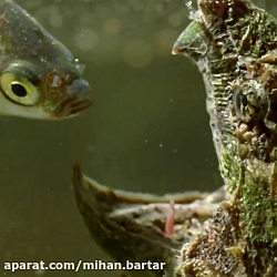 شکار جالب ماهی توسط لاکپشت