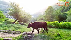 زنجان تا ماسوله