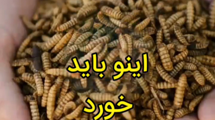 بهترین غذای مرغ و طیور