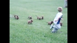 پسرکوچولو و هاپوها  (  :)   )