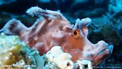 مستند Highlights