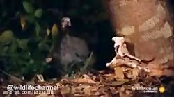 استتار ماهرانه مار برای شکار پ...