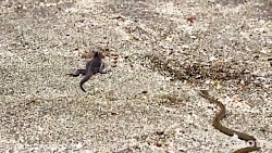 ویدئو مستند کوتاه اما بسیار جذ...