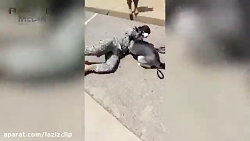 سگ هایی که بعد از مدت طولانی ص...