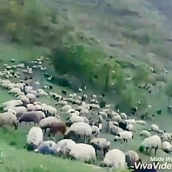 قشقایی هوشنگ طاهری دره شوری