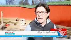 به حیوانات باغ‌وحش اسباب‌بازی...