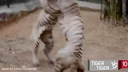 مبارزه بین حیوانات