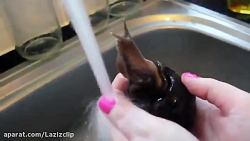 بزرگترین حلزون کره زمین!