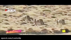 سرقت دمپایی محیط‌بان توسط پلنگ...