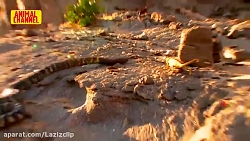 سریع و بی رحم