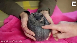 جوجه تیغی بدون تیغ