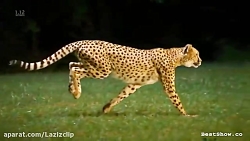 سریعترین دونده سیاره زمین