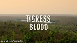 وقتی که ببرها به شکار خرس می ر...