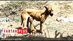 مادری کردن یک سگ برای بچه میمو...