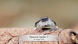 حرکات موزون و بامزه عنکبوت طاو...