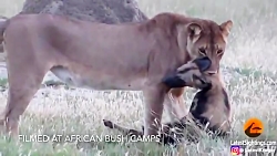 حیات وحش شکارکفتارتوسط ببر