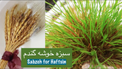 سبزه گندم خوشه ای