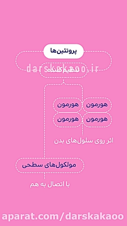 عملکرد پروتئين&zwnj;ها