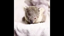 بچه حیوانات سوپر بامزه و خنده...