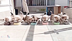 بچه حیوانات سوپر بامزه و خنده...