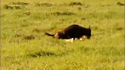 گلچینی از صحنه های مبارزه و شک...