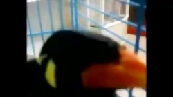 مرغ مینا پرنده سخنگو  مجله دنی...