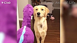 کلیپ خنده دار سگ و گربه های اح...