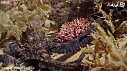 وقتی اختاپوس هوس قدم زدن می کن...