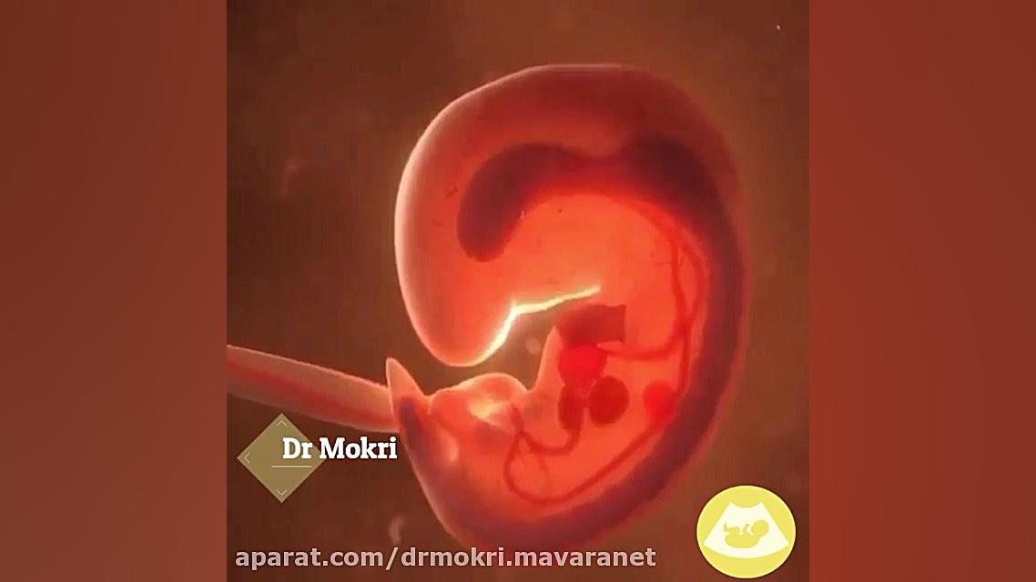 فیلمی ازلحظه لقاح تا به دنیا آمدن نوزاد ترمیم سوختگی