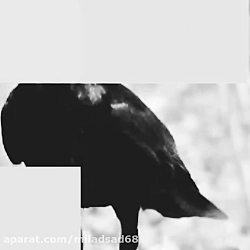 عشق"کلاغ تنها و تک پر"
