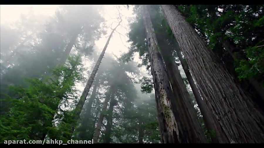 فیلمی بی نظیر از پارک جنگلی ردوود redwood در آمریکا زمان218ثانیه